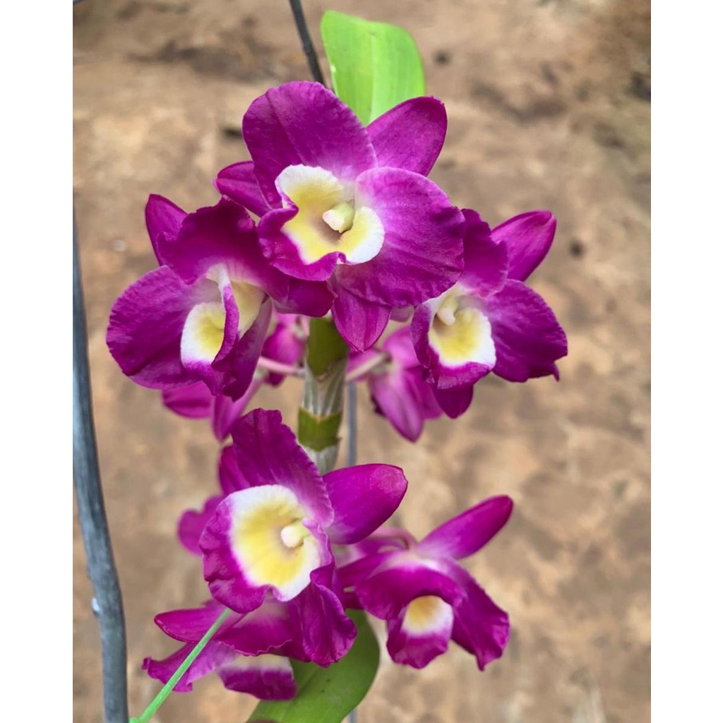 Dendrobium Nobile Red River (remaja)