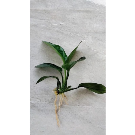 anubias Nana aquascape