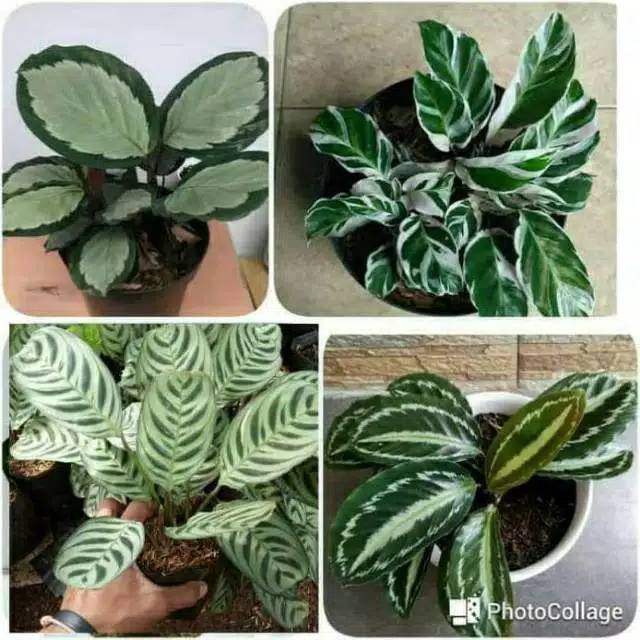  Tanaman hias Paket 4 Jenis Calathea Tanaman Hias Indoor 