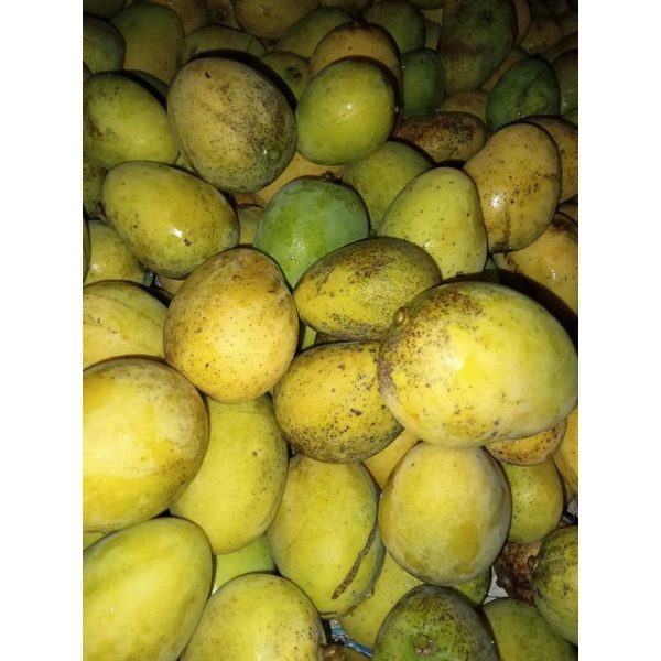 

Mangga Samosir