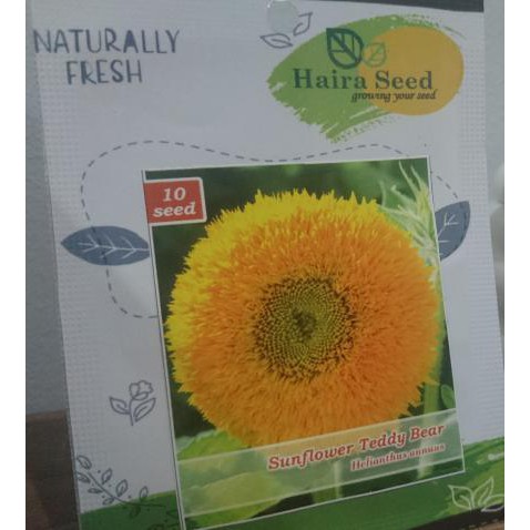 Jual Isi 10 Benih Biji Bunga Matahari Sunflower Teddy Bear Haira Seed Shopee Indonesia