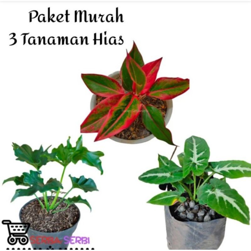 Paket tanaman hias - 3 Jenis tanaman hias