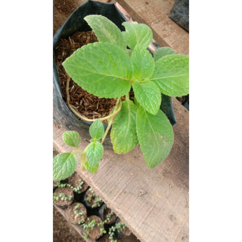 Episcia Tropical Topaz bunga kuning