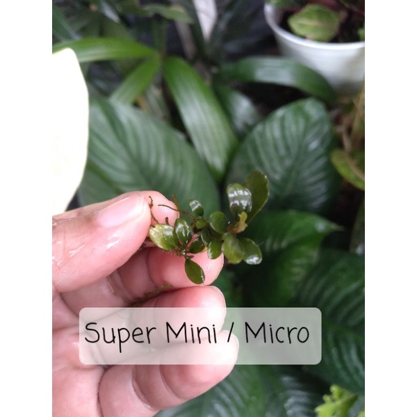 buce bucephalandra super mini atau micro