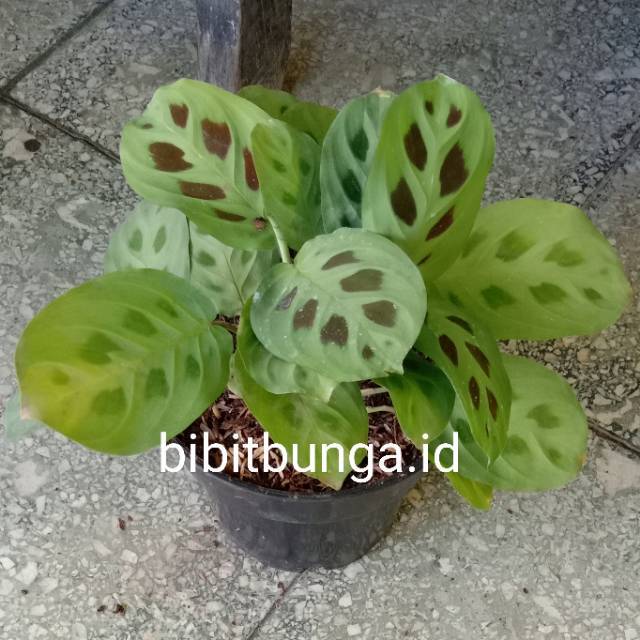 Agen Calathea Levonero /kalatea Bibit Tanaman Hias Bunga g3O8GRUKOzNNl