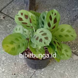 Calathea levonero kalatea bibit tanaman hias bunga Calathea levonero kalatea bibit tanaman hias bunga