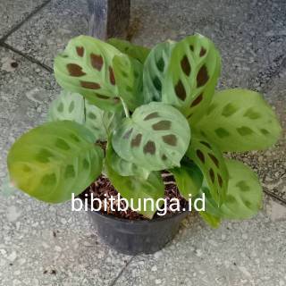  Calathea  levonero  kalatea bibit tanaman hias bunga 