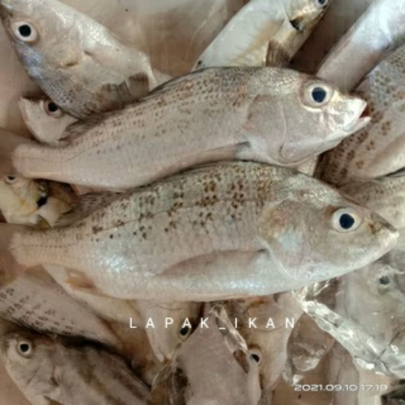 Jual Ikan Kakap Putih Segar Ikan Segar Kakap Putih Grit Ikan Fresh Laut Garansi Segar Shopee