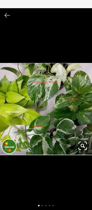 Paket Tanamn Hias Sirih Gading - Paket 4 Tanamn Hias Sirih Gading