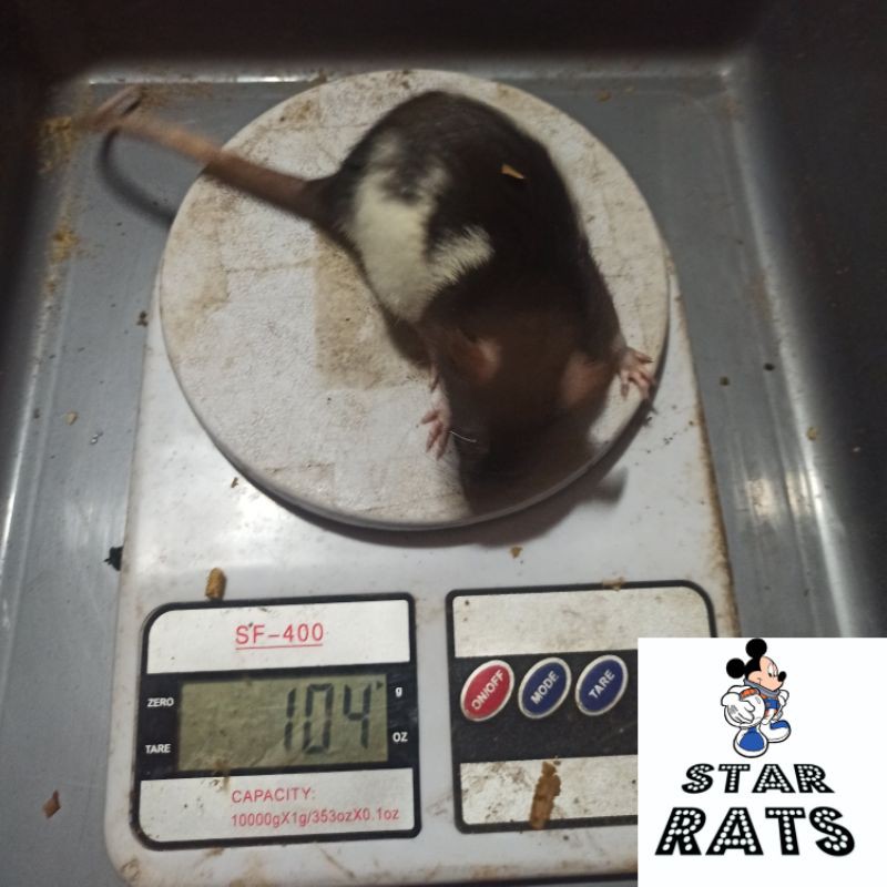tikus putih rat medium