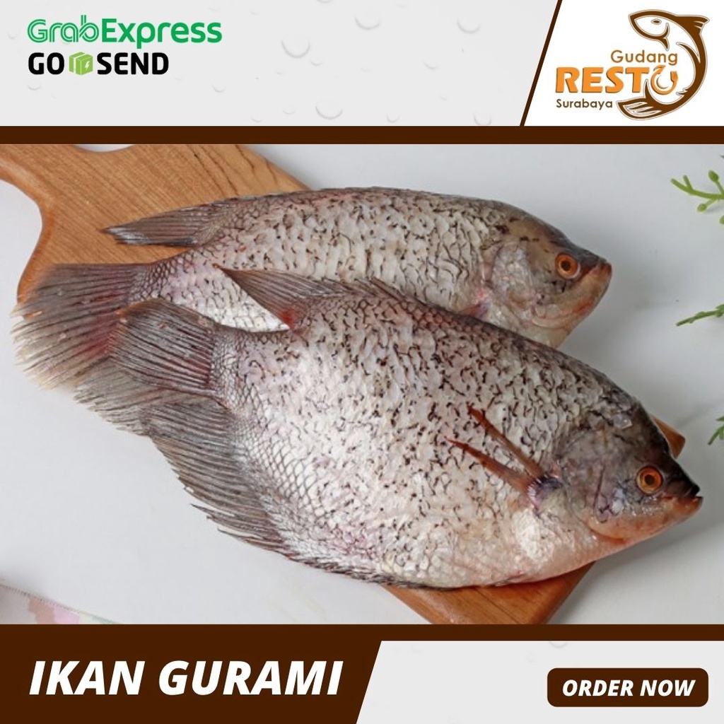 

Ikan Gurami Segar Utuh 1kg isi 2ekor / Ikan Gurami Fresh / Gudang Resto Surabaya