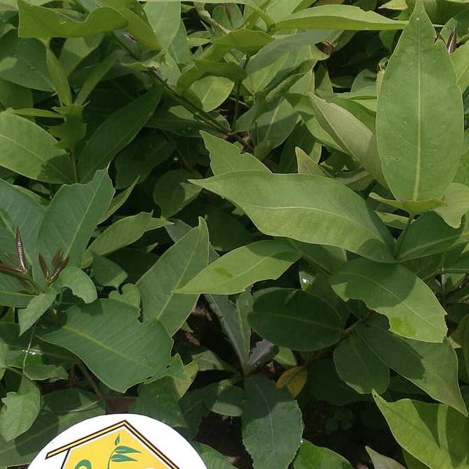 COD BIBIT JAMBU AIR KING ROSE KINGROSE APPLE JUMBO SUPER MANIS UNGGULAN KW SUPER