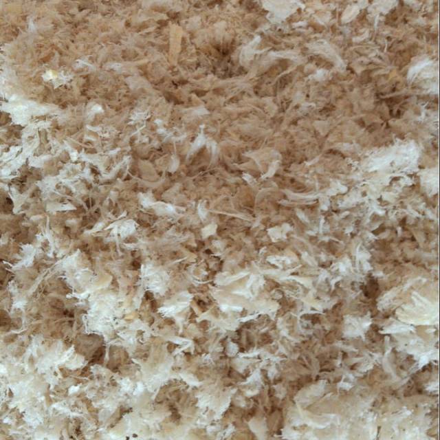 Walet sarang burung birdnest jenis TERI