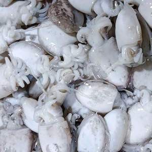 

Sotong Fresh / Cumi SOTONG Fresh Segar Termurah