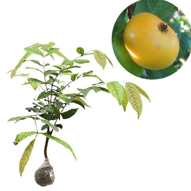 Super Bibit Buah Araza - Tinggi 40Cm