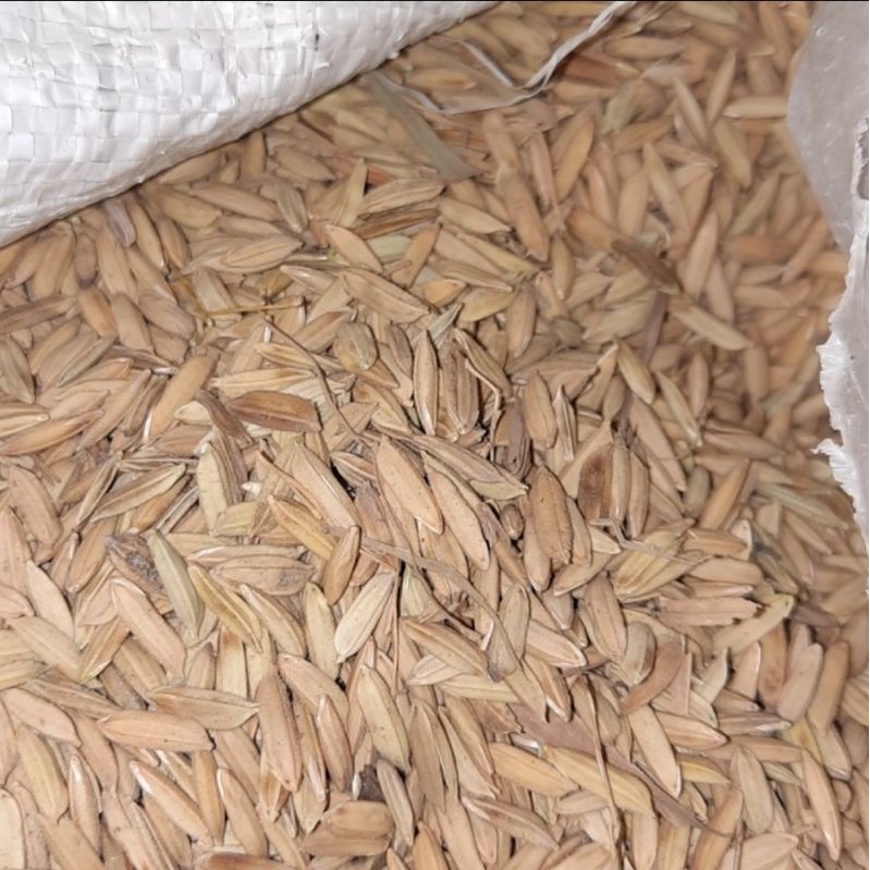 GABAH BERAS PUTIH PER KG