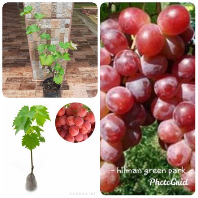 Bibit anggur merah
