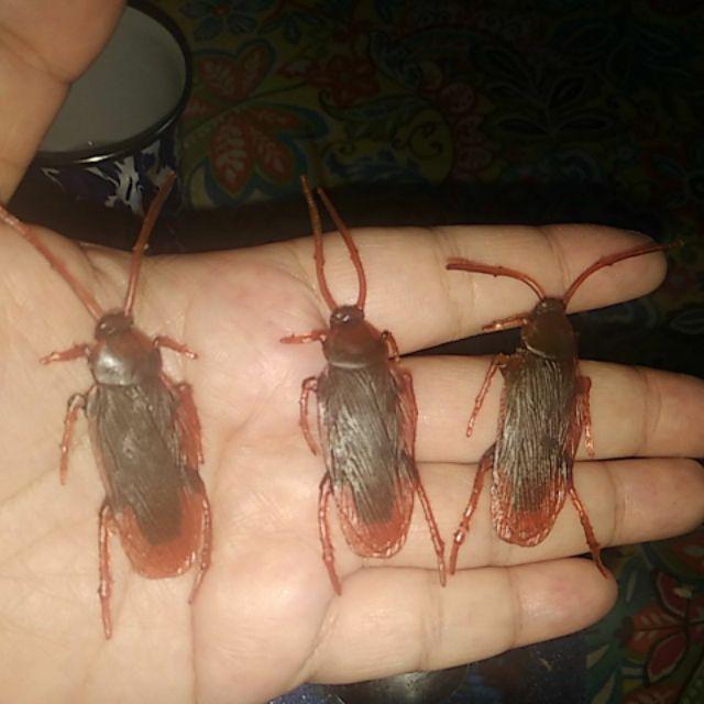 Simulasi Kecoa Palsu Bahan Karet