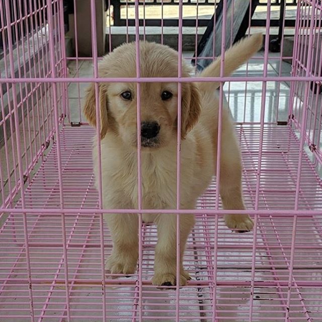 Jual Jual Anjing Golden Retriever Indonesia Shopee Indonesia