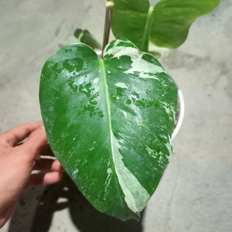 tanaman hias monstera variegata king koleksi pribadi
