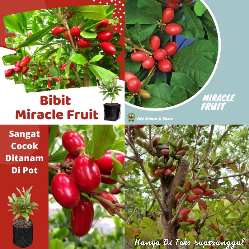 Bibit Buah Ajaib Miracle Fruit