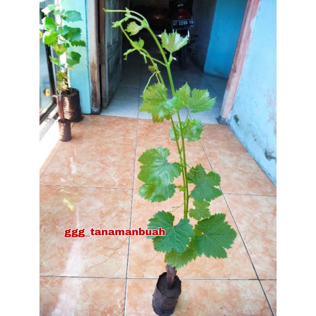 Bibit Anggur Import Julian Asli Grafting Cepat Berbuah