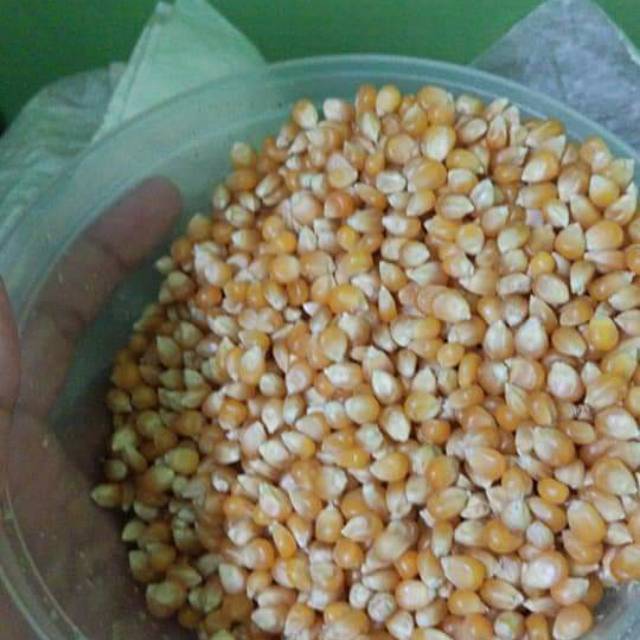 

Jagung popcorn