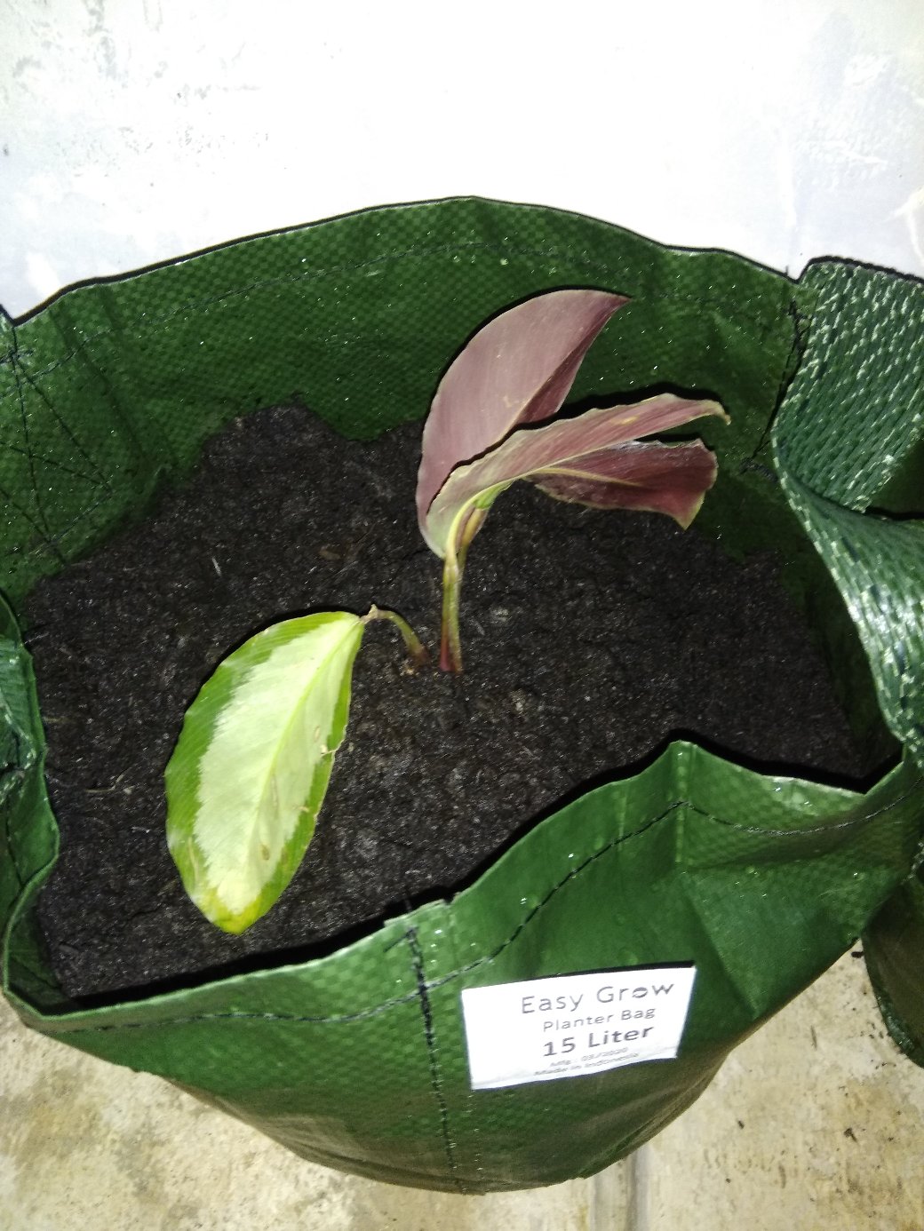 Tanaman Hias Spesial Paket Calathea - Kalatea Silverplat,gr.lipstik,ornata,makoyana