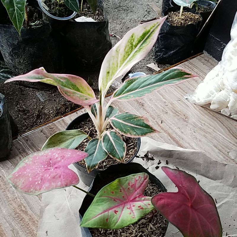 Tanaman hias aglonema lipstik puding & keladi pink
