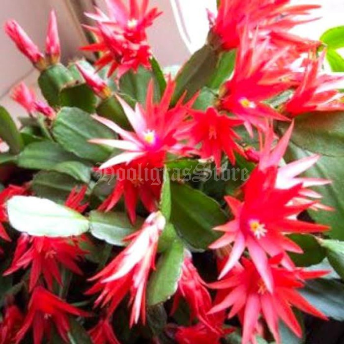 tanaman hias wijaya kusuma kembang merah Tanaman hias-tanaman hidup-bunga hidup-tanaman hias hidup-bunga hias hidup-bunga gantung hidup