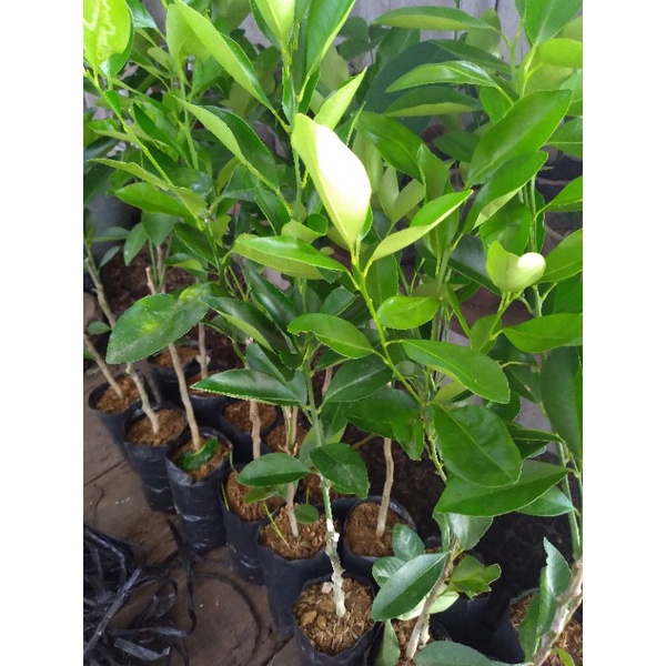 Bibit jeruk sambal/ sonkit