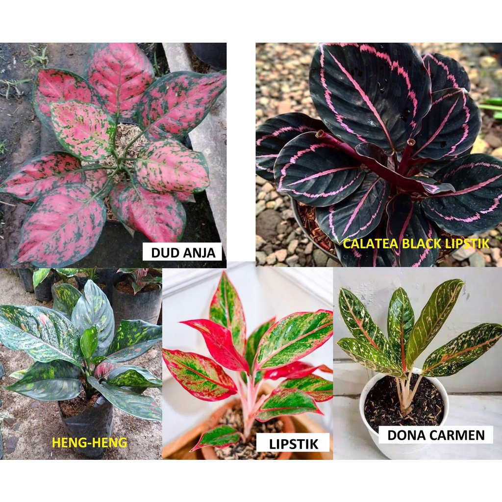 Paket 5 Aglonema import