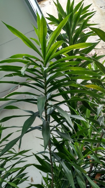 Gambar Daun Suji Dan Manfaatnya Gambar Bagian Tumbuhan Gambar Daun Suji Dan Manfaatnya Gambar Bagian Tumbuhan
