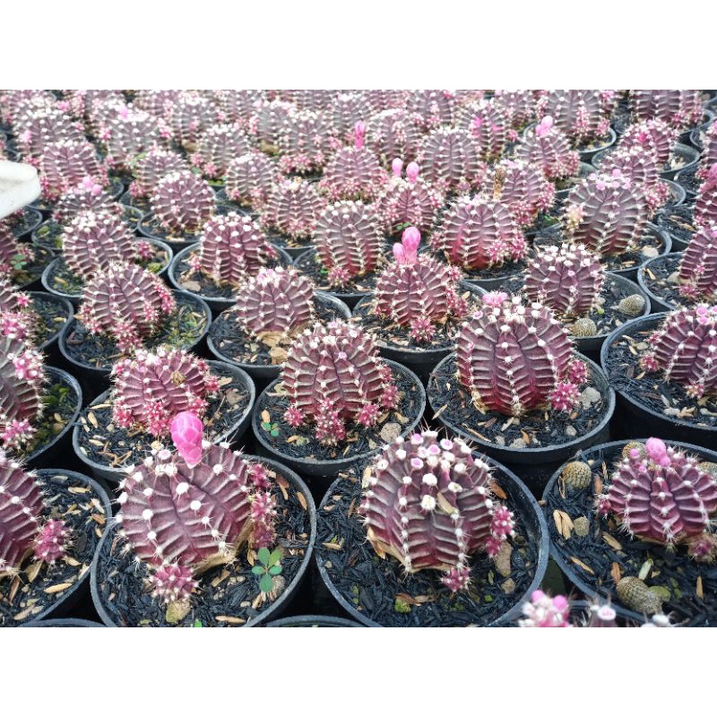 Kakrus gymno ownroot