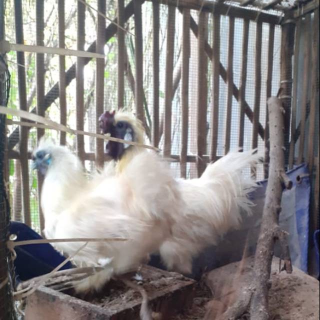 Ayam Kapas hias / Ayam silky sepasang