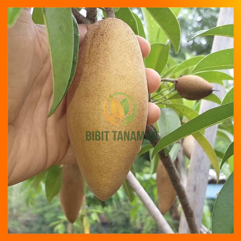 PAKET BIBIT SAWO JUMBO DAN SAWO MENTIMUN