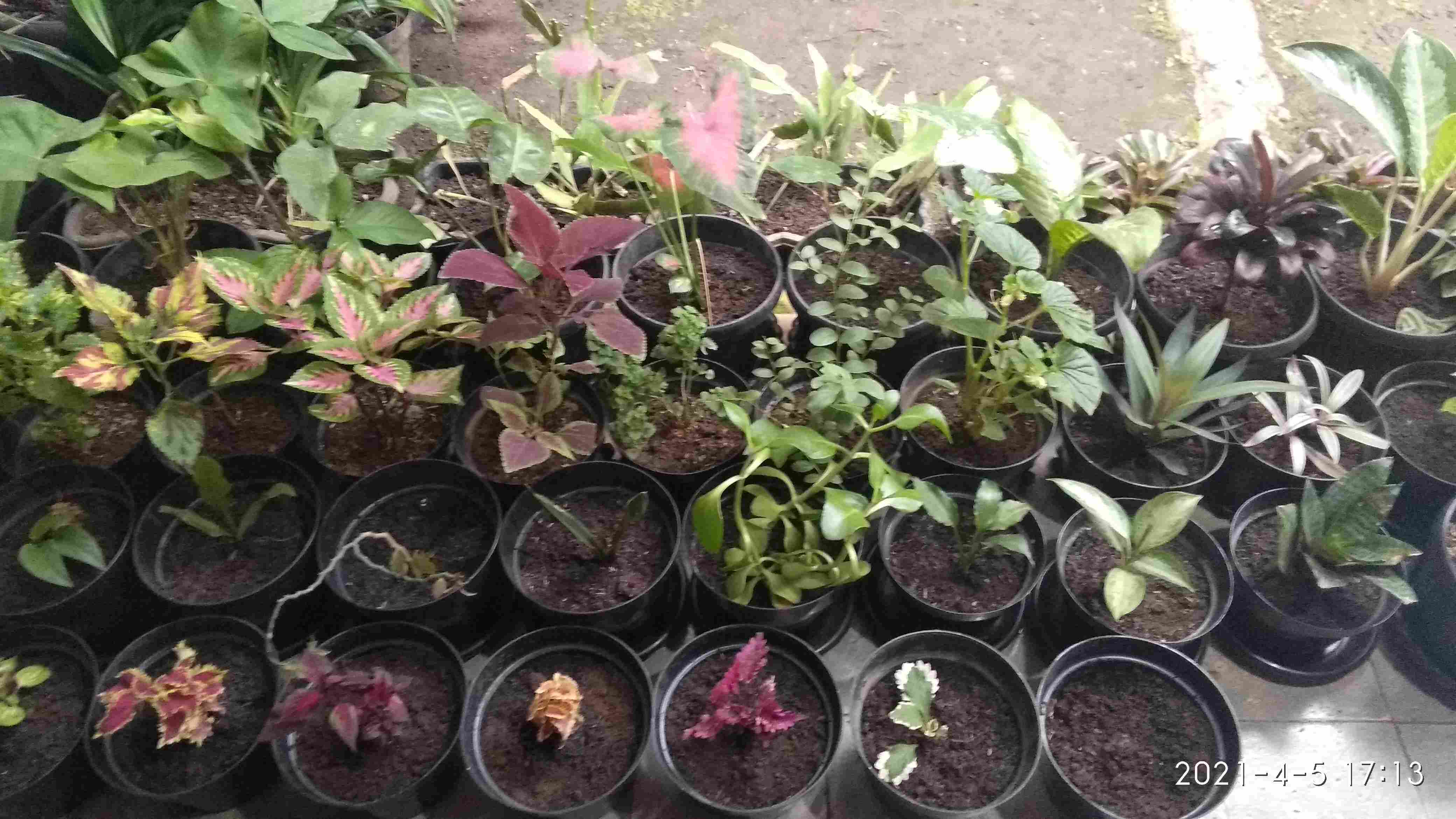 Tanaman Gantung Pilea Nummuraliifolia