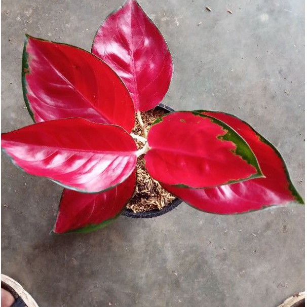 aglonema suksom jaipong culture/suksom jaipong superspesial /suksom jaipong remaja