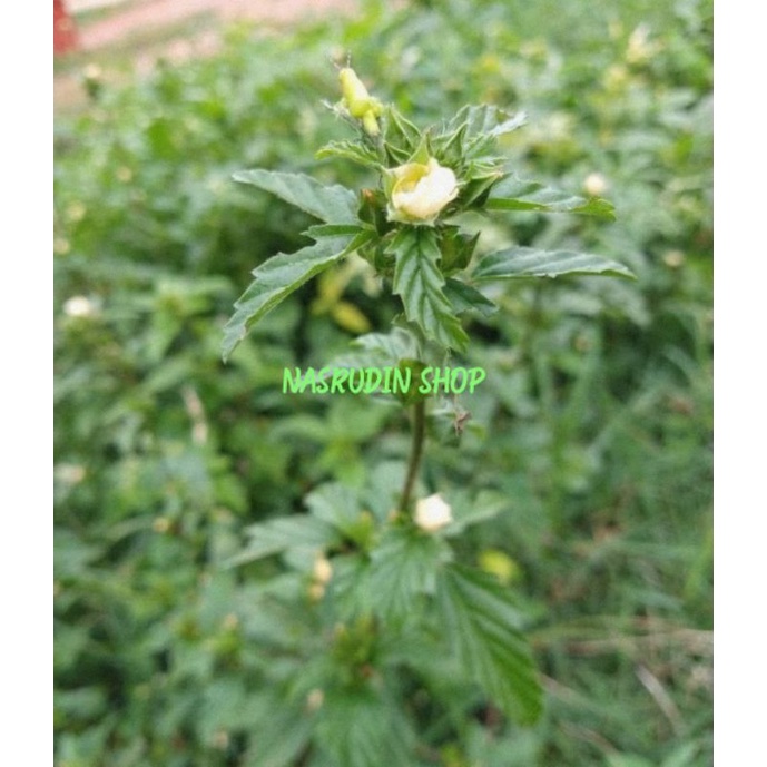 

[Fresh] BIBIT TANAMAN MALVASTRUM COROMANDELIANUM (3 POHON) / PRICKLY MALVASTRUM / SIDAGURI FAMILY /