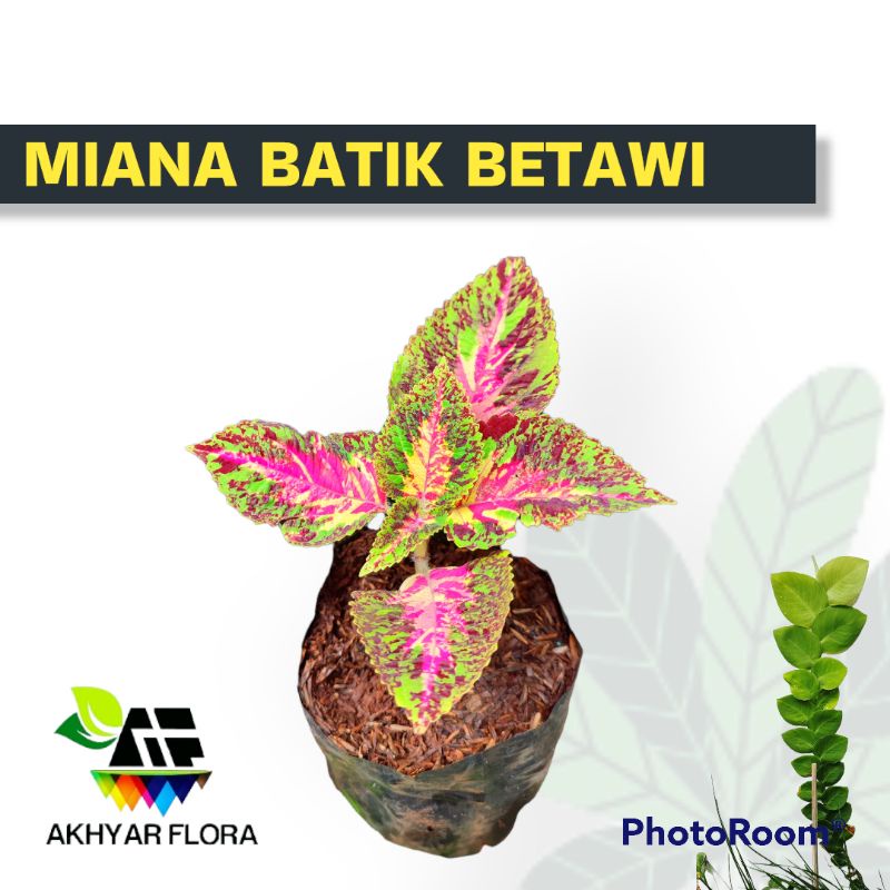 Miana Batik Betawi Tanaman Hias Daun Miyana Hias Batik Pink Miana Premium Hias Taman Outdor