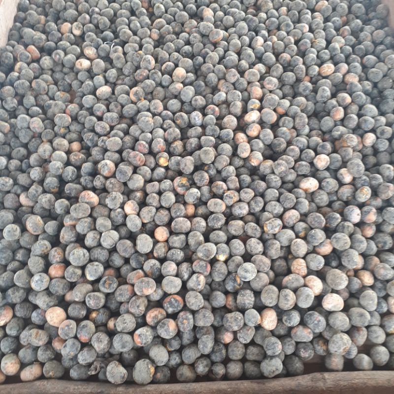 

marantik kalimantan