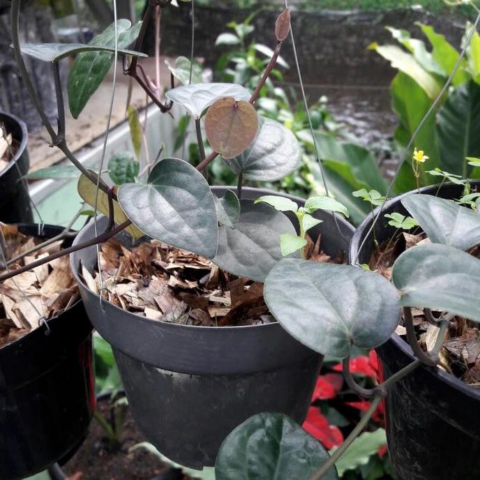 BIBIT TANAMAN DAUN SIRIH HITAM / TANAMAN HERBAL SUPER