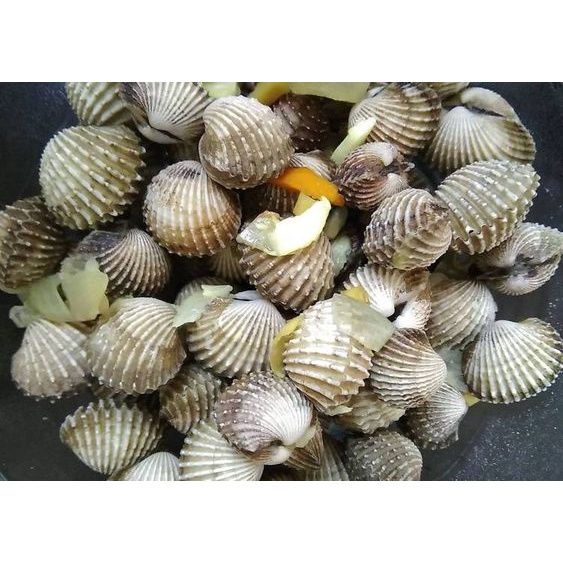 

Kerang Dara Murah 1000 gram | 1 kg