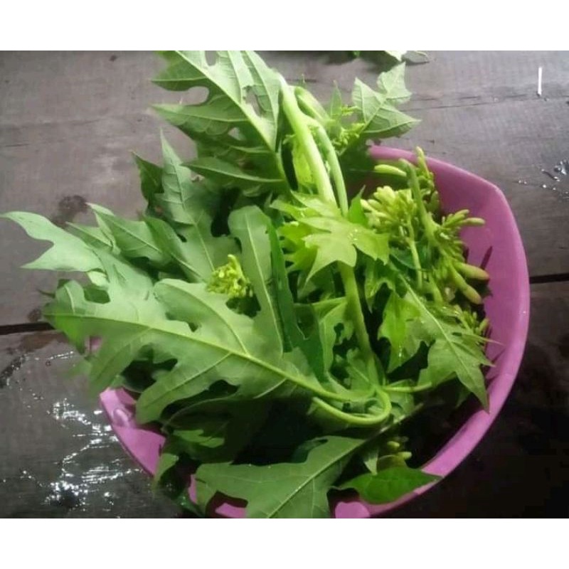 

250 gram Sayur Daun pepaya mudah/di petik dengan picuknya