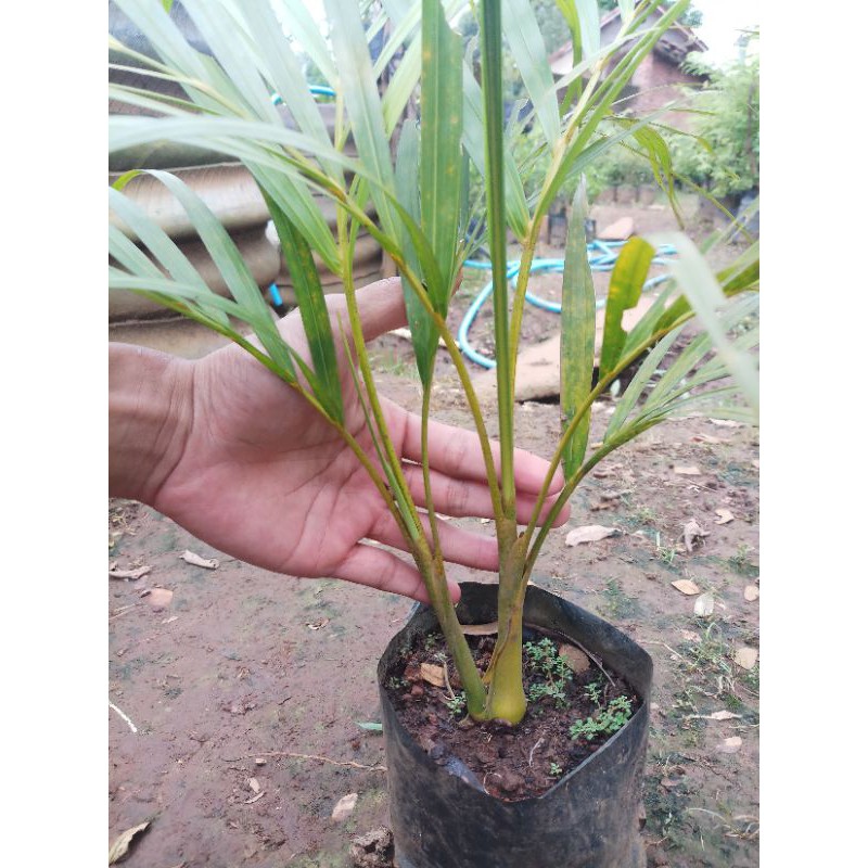 palem kuning tanaman hias taman