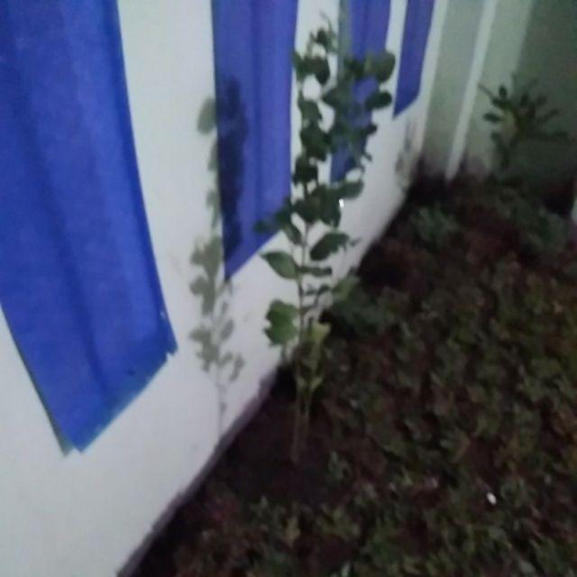 Beli 3 Gratis 1 Bidara Arab Sidr Ruqyah