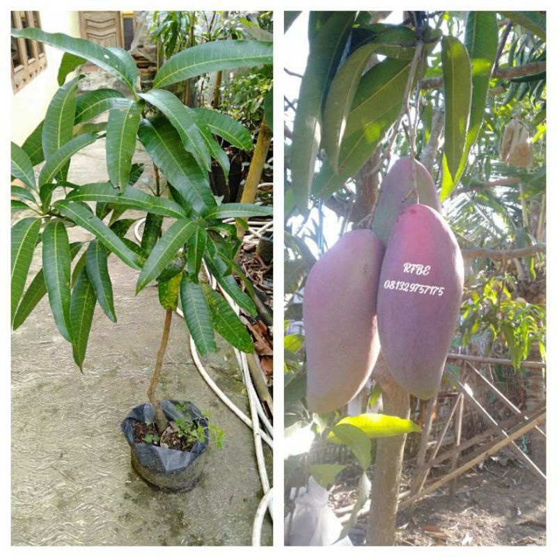 

Bibit mangga red ivory