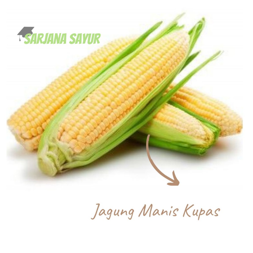 

Jagung Manis Kupas isi 2pcs / Sarjana Sayur