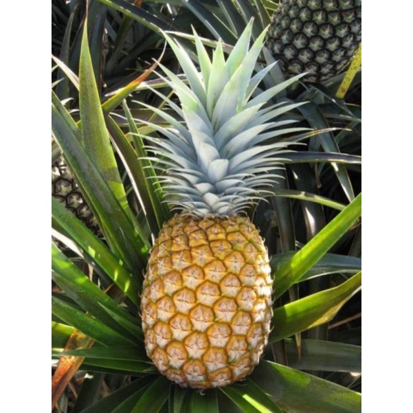 

Nanas madu HONI sunpride/THE SWEETEST PINEAPPLE!
