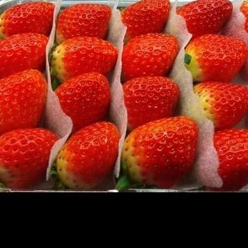

STRAWBERRY KOREA SEO YANG 500 GRAM FH51515ED